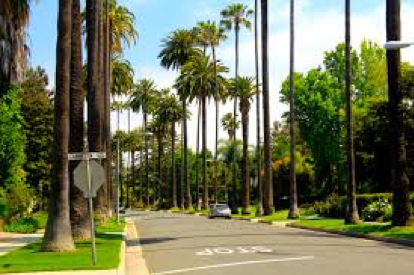Picture of street lined with palm trees